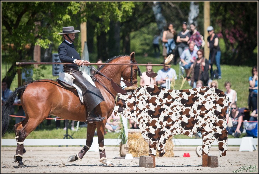 Pferd International 064